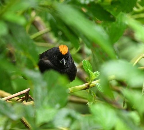 Tawny-crested Tanager (Tachyphonus delatrii), photo 5