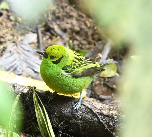 Emerald Tanager (Tangara florida), photo 7
