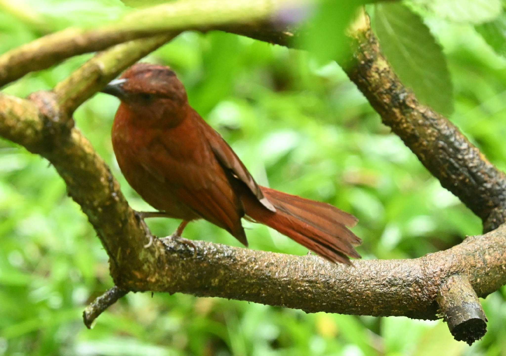 Red-crowned Ant Tanager (Habia rubica), photo 4