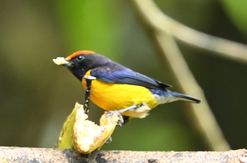 Tawny-capped Euphonia (Euphonia anneae), photo 6