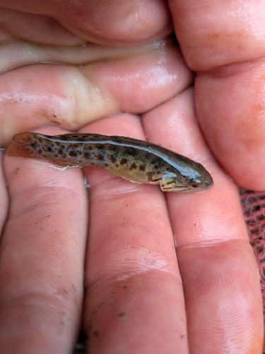 Northern purplespotted gudgeon (Mogurnda mogurnda) — Eleotridae — 3