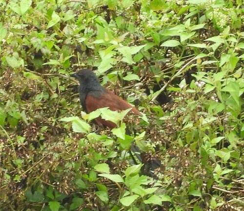 Lesser Coucal (Centropus bengalensis), photo 5