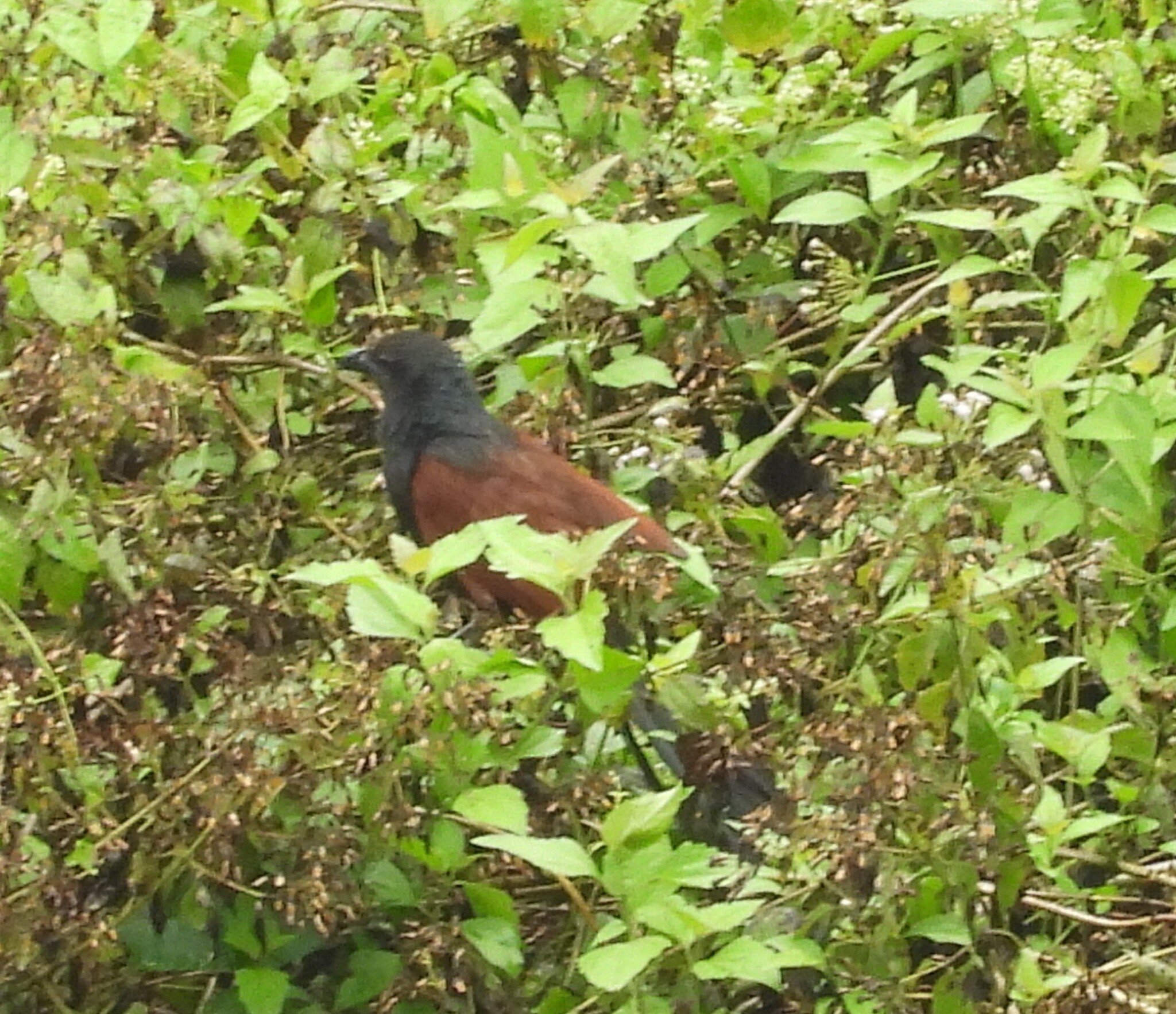 Lesser Coucal (Centropus bengalensis), photo 7