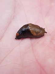 Prophysaon vanattae