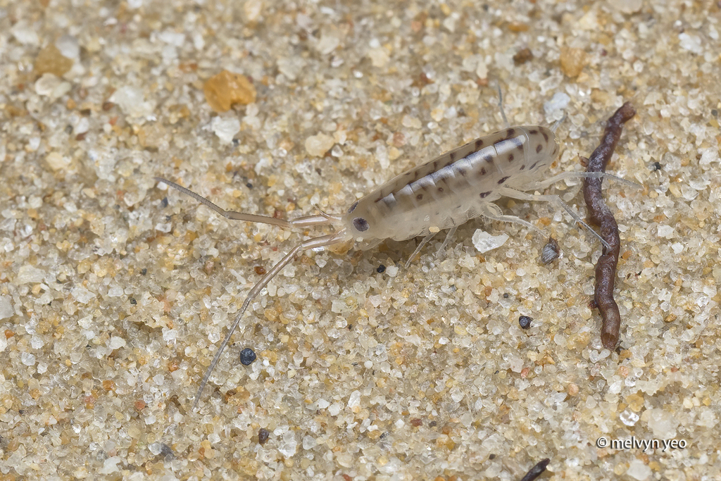 Sandhoppers and Landhoppers from Singapore on February 1, 2026 at 07:06 ...