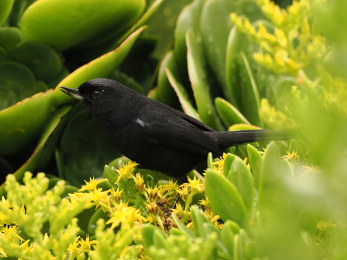 Glossy Flowerpiercer (Diglossa lafresnayii), photo 2