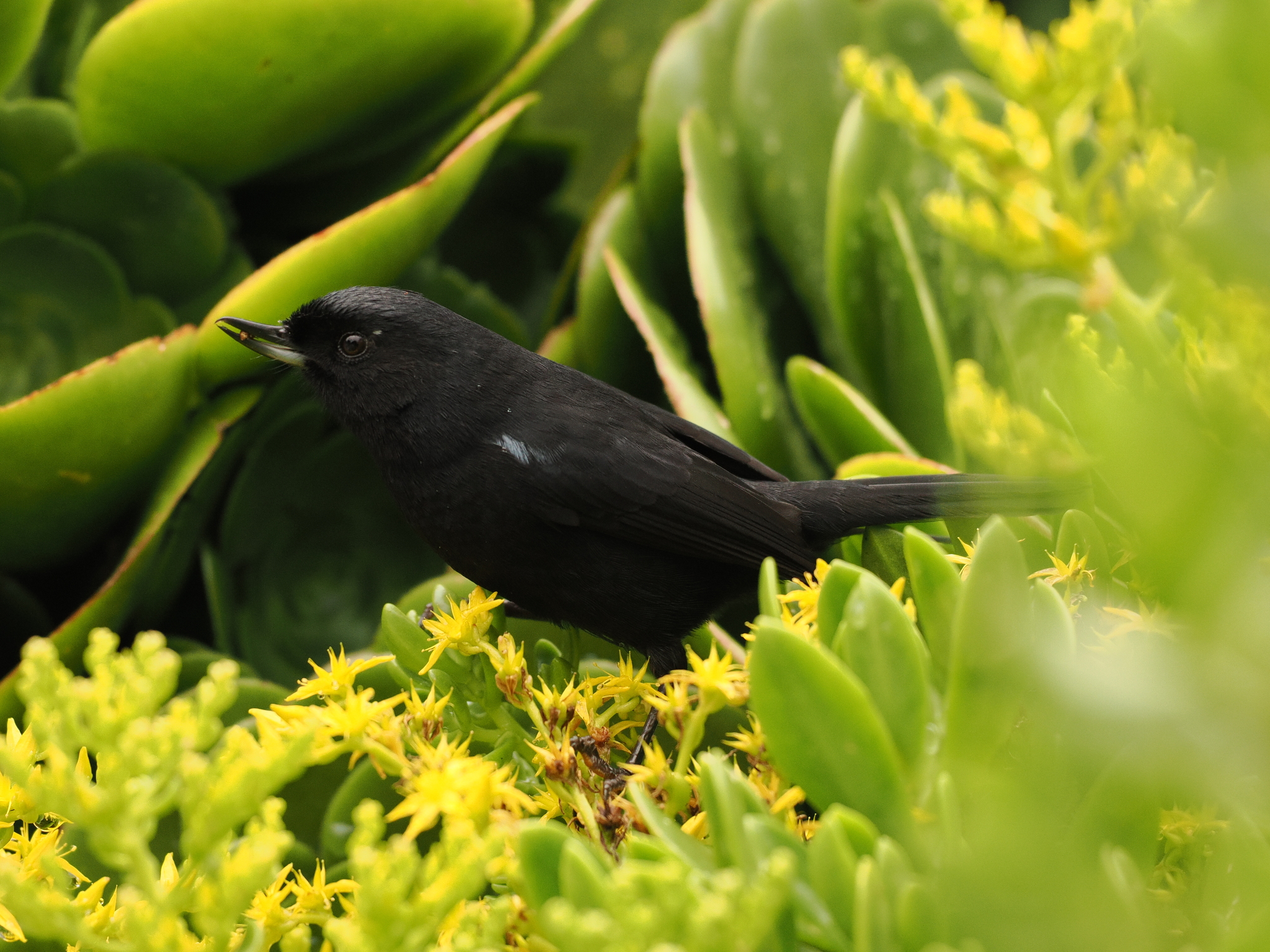 Glossy Flowerpiercer (Diglossa lafresnayii), photo 2