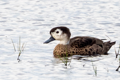 Andaman Teal photo 5