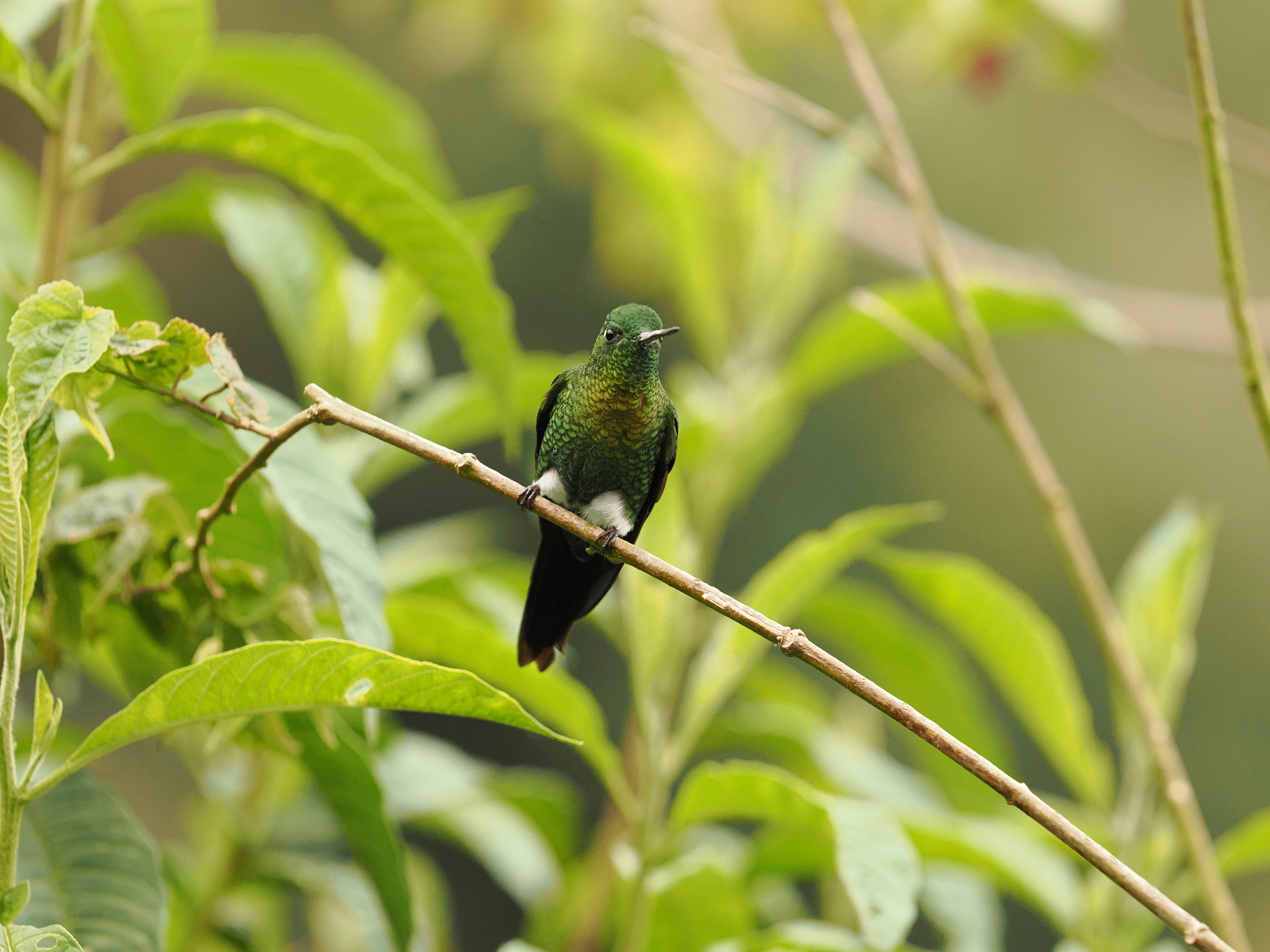 Golden-breasted Puffleg (Eriocnemis mosquera), photo 2