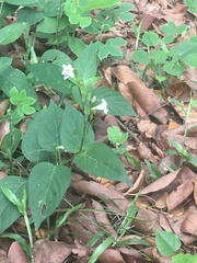 Asystasia intrusa