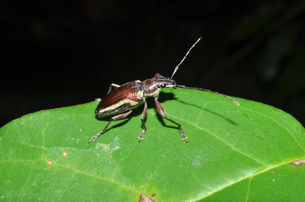Naupactus fatuus