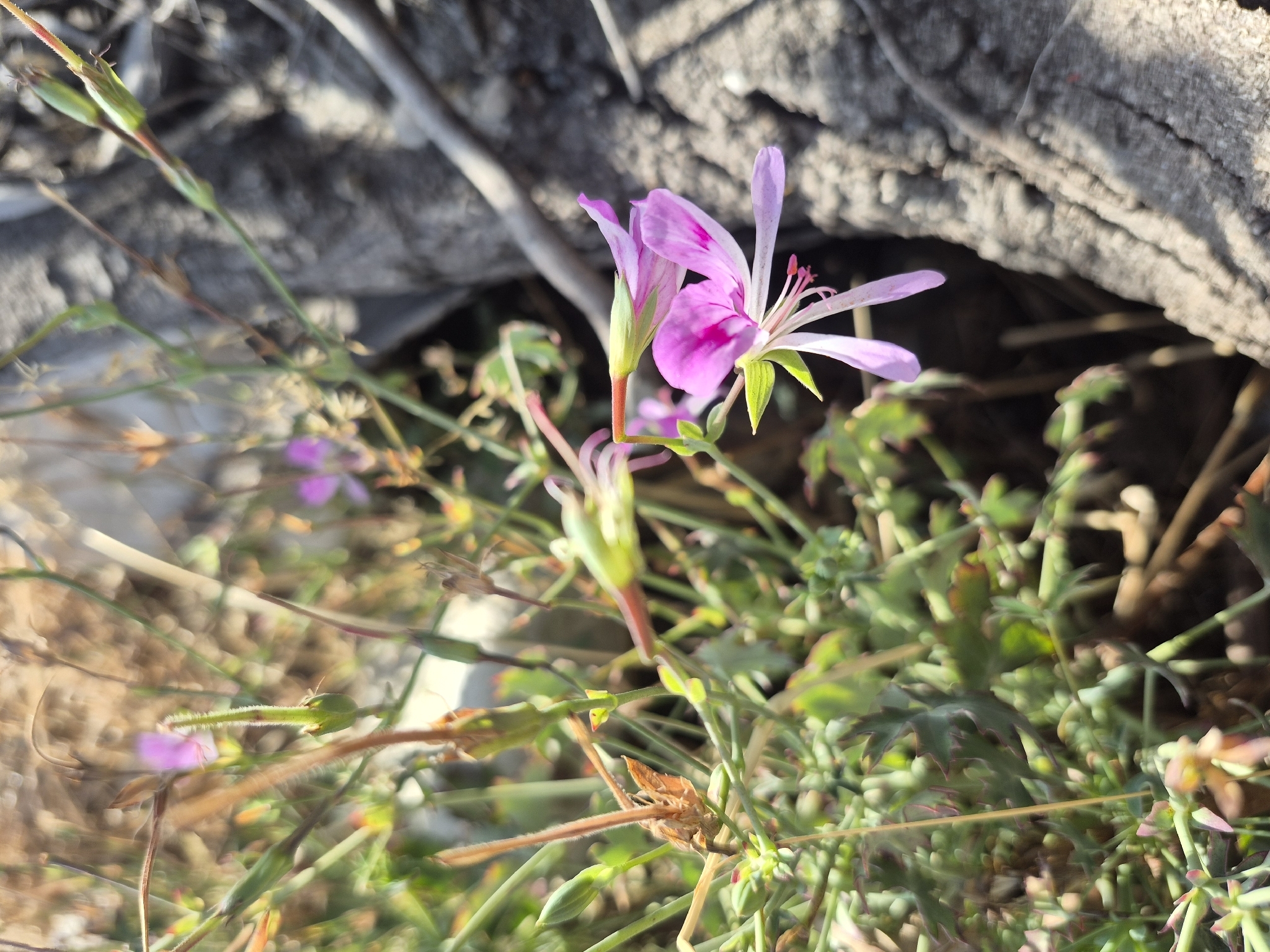 Regal pelargonium