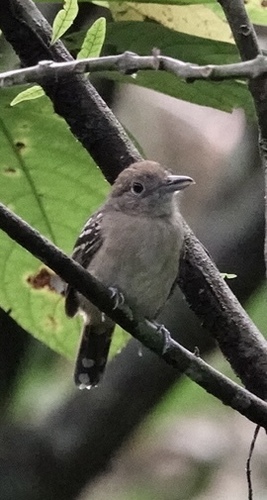 Black-crowned Antshrike (Thamnophilus atrinucha), photo 7