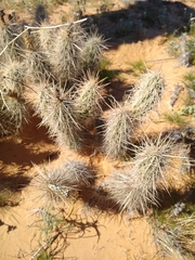Grusonia