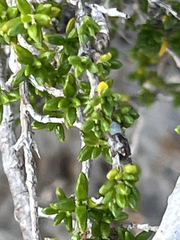 Rachicallis americana, photograph (c) Rob Foster, some rights reserved (CC BY)