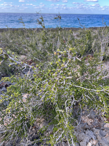 Rachicallis americana, photograph 2