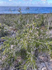 Rachicallis americana, photograph (c) Rob Foster, some rights reserved (CC BY)