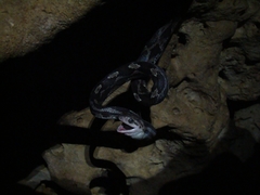 Pseudelaphe phaescens