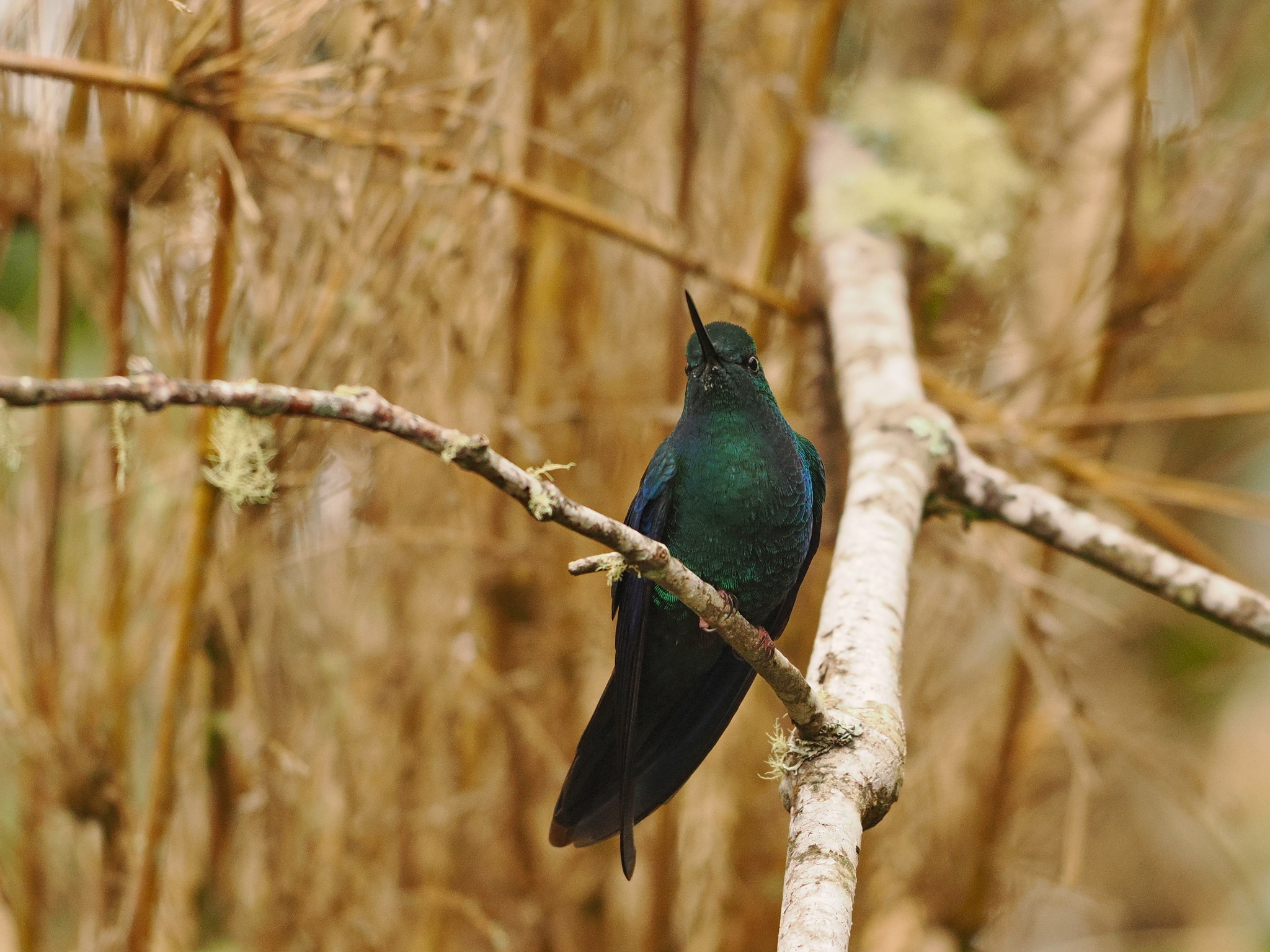 Great Sapphirewing (Pterophanes cyanopterus), photo 2