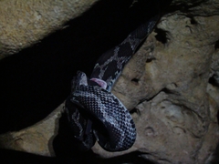 Pseudelaphe phaescens