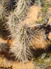 Grusonia