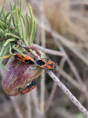 Lygaeus reclivatus