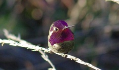 Calypte anna