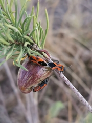 Lygaeus reclivatus