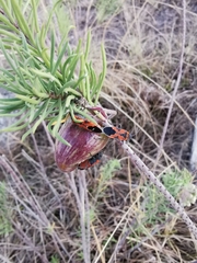 Lygaeus reclivatus