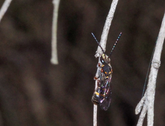 Lasioglossum peraustrale