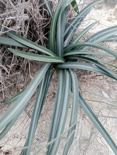 Monkey grass (Lapiedra martinezii)