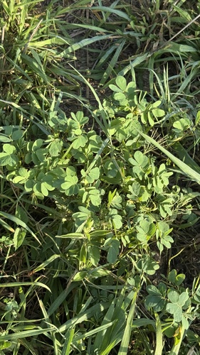 American Sicklepod