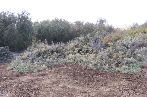Wild Tamarisk (Tamarix usneoides)