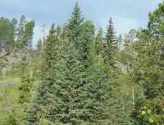 Picea glauca densata