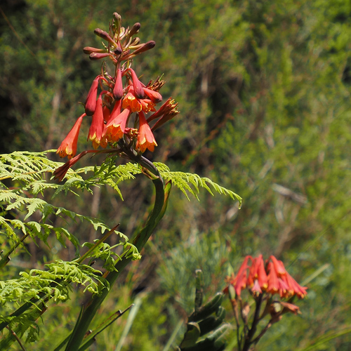 Tasmanian Christmas bell (Blandfordia punicea)