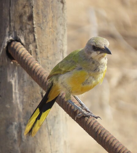 Bokmakierie (Telophorus zeylonus), photo 5
