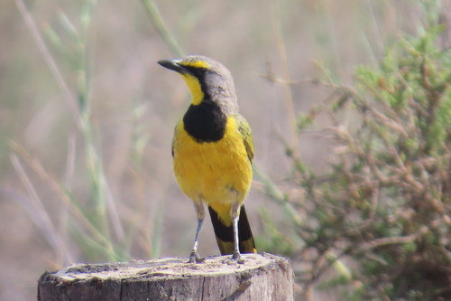 Bokmakierie (Telophorus zeylonus), photo 4
