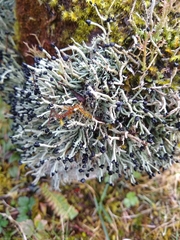 Pilophorus acicularis