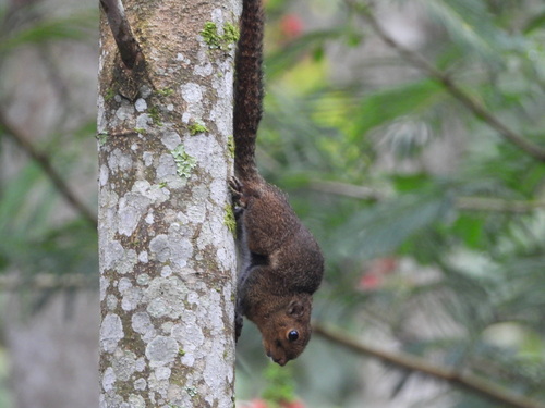 Callosciurus nigrovittatus