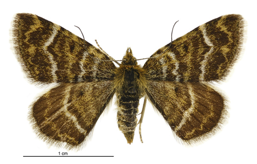 Notoreas atmogramma