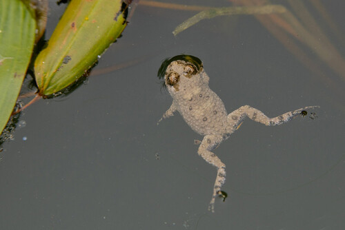 Yellow-bellied Toad, photo 10 of 10