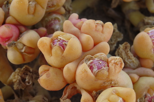 Bloodfinger Icefig (Mesembryanthemum cryptanthum)