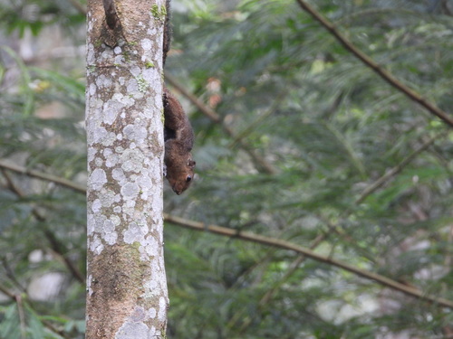 Callosciurus nigrovittatus