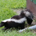 Striped Skunk - Photo (c) Ben Zerante, some rights reserved (CC BY-NC), uploaded by Ben Zerante