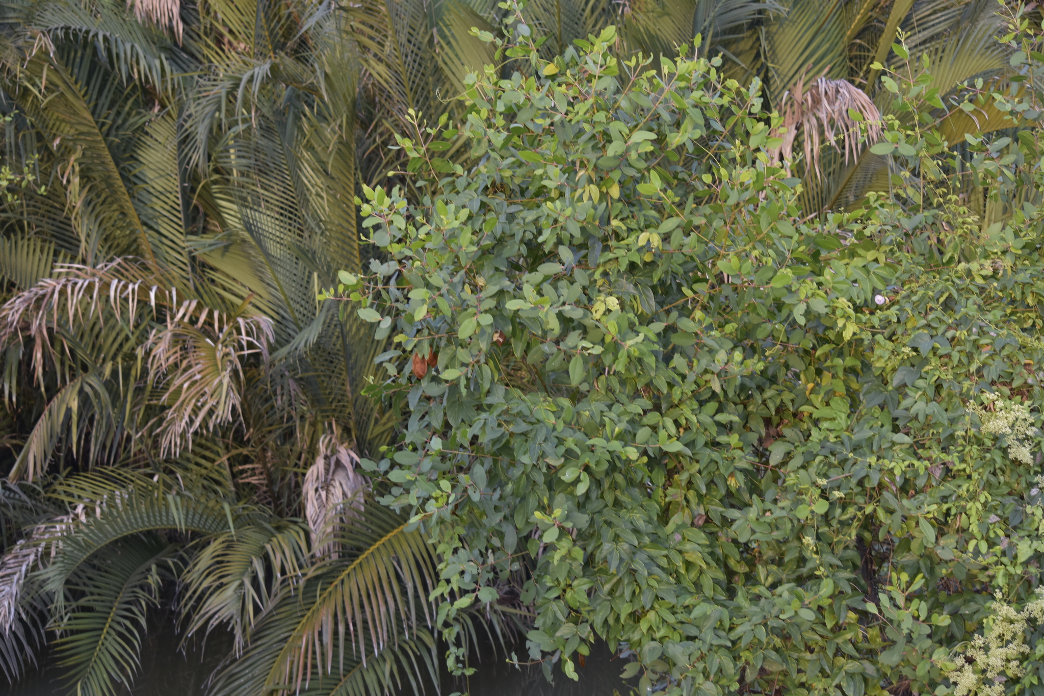 Sonneratia caseolaris (Sonneratia caseolaris)