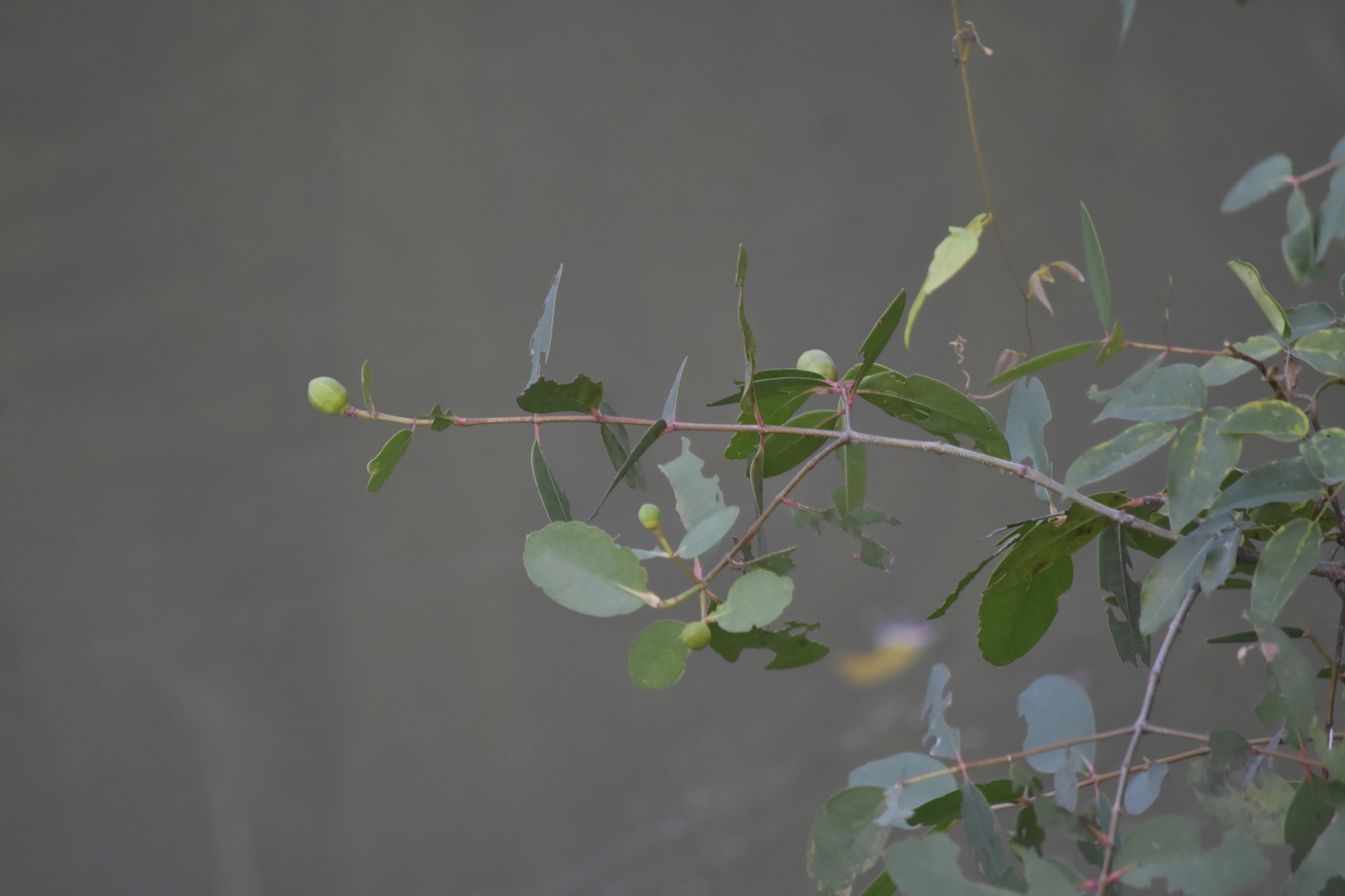 Sonneratia caseolaris — ảnh 2