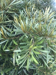 Pouteria salicifolia