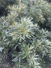 Pouteria salicifolia