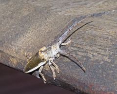 Rhytiphora decipiens