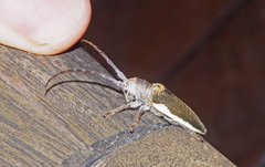 Rhytiphora decipiens